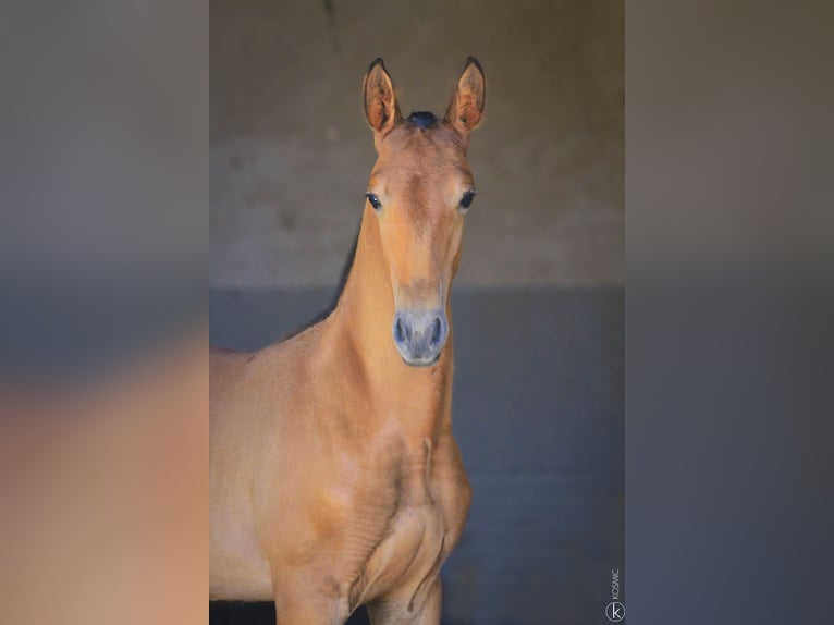 Lusitanos Semental 1 año 160 cm Castaño in Antras