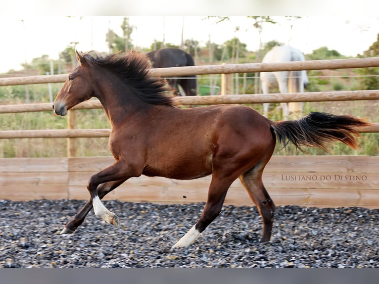 Lusitanos Mestizo Semental 1 año 160 cm Castaño in Générac