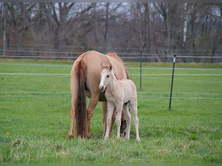 Lusitanos Semental 1 año 160 cm Red Dun/Cervuno in Fuchstal