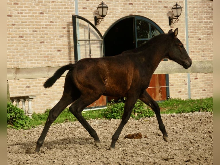 Lusitanos Semental 1 año 160 cm Tordo in Bredene