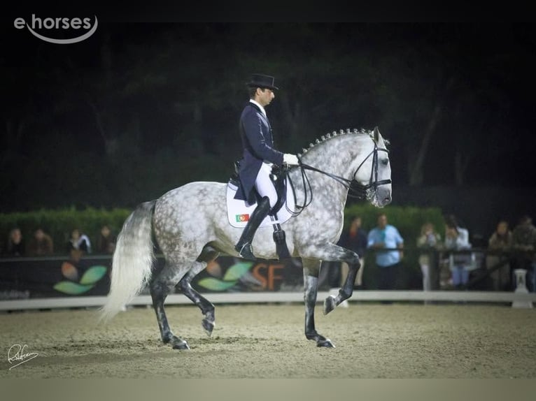 Lusitanos Semental 1 año 163 cm Tordo in Stockton, NJ