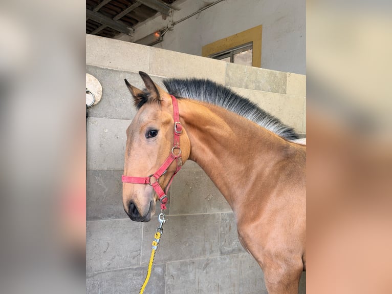 Lusitanos Semental 1 año 164 cm Buckskin/Bayo in Caldas da Rainha