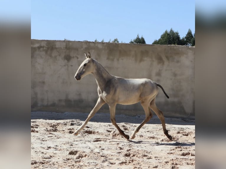 Lusitanos Semental 1 año 164 cm Buckskin/Bayo in Torres Vedras