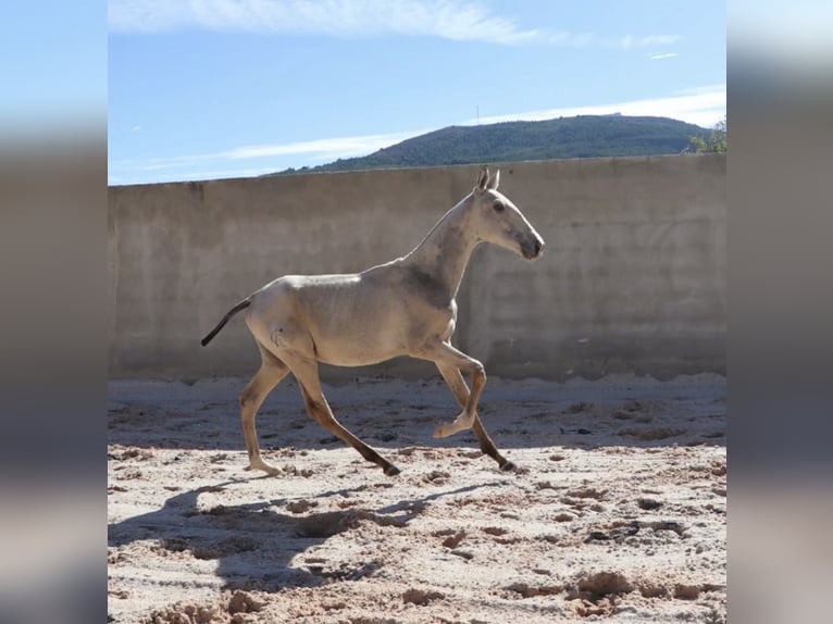 Lusitanos Semental 1 año 164 cm Buckskin/Bayo in Torres Vedras
