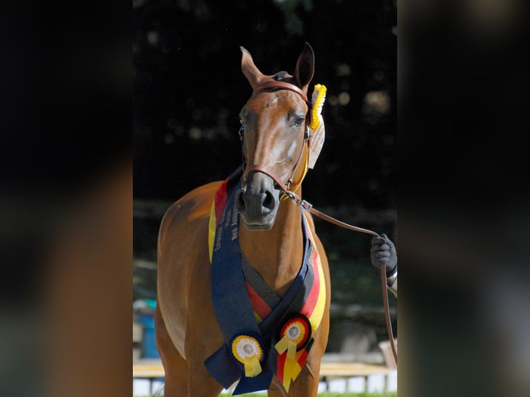 Lusitanos Semental 1 año 165 cm Negro in Lefitz