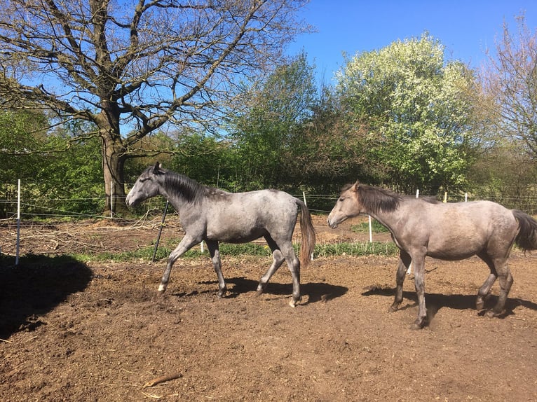 Lusitanos Semental 1 año 165 cm Tordo rodado in Großvollstedt