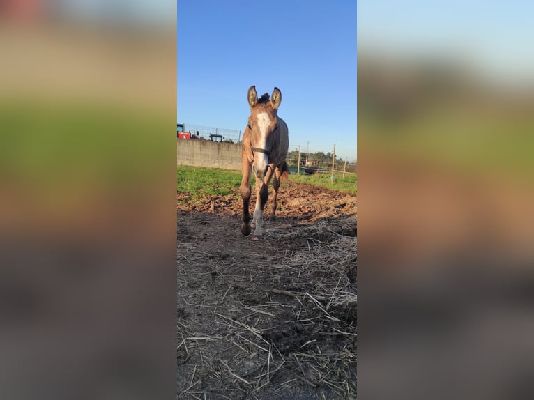 Lusitanos Semental 1 año 166 cm Champán in Tojal