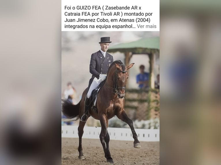 Lusitanos Semental 1 año 166 cm Champán in Tojal