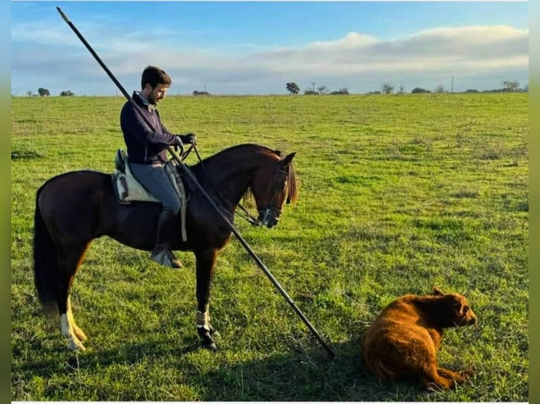 Lusitanos Semental 1 año 166 cm Champán in Tojal