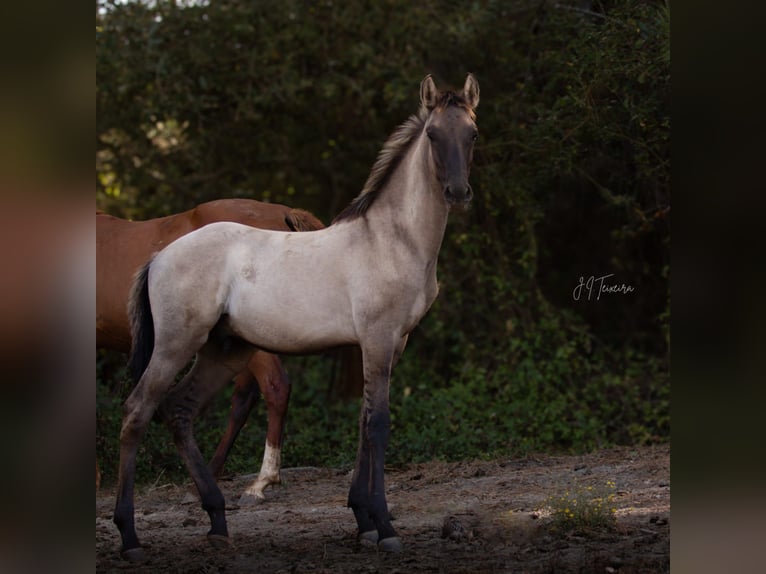 Lusitanos Semental 1 año 166 cm Musgo marrón in Herborn