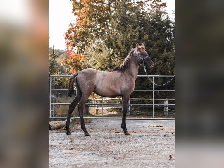 Lusitanos Semental 1 año 166 cm Musgo marrón in Herborn