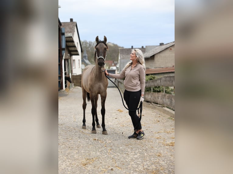 Lusitanos Semental 1 año 166 cm Musgo marrón in Herborn