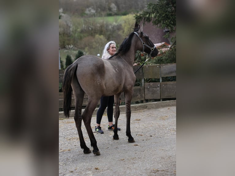 Lusitanos Semental 1 año 166 cm Musgo marrón in Herborn