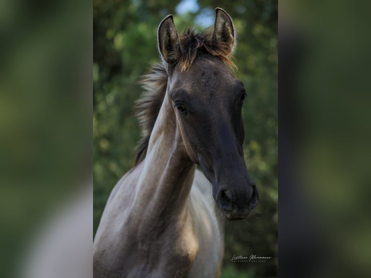Lusitanos Semental 1 año 166 cm Musgo marrón in Herborn