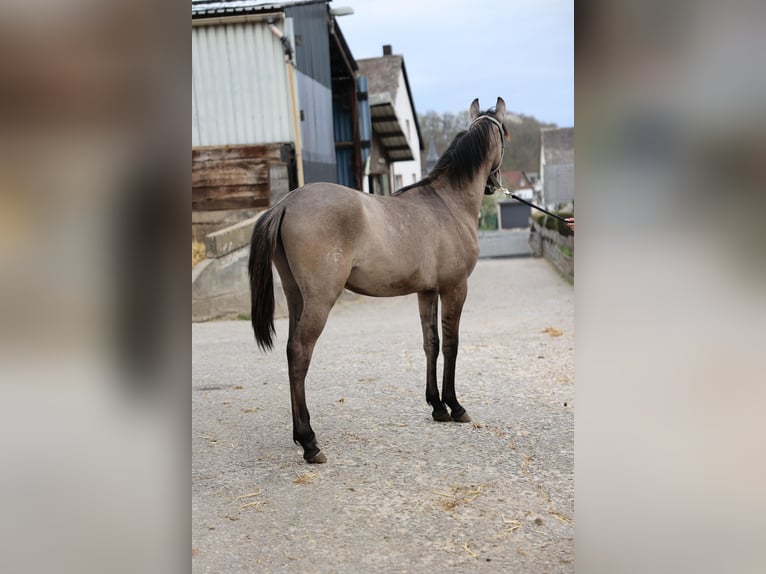 Lusitanos Semental 1 año 166 cm Musgo marrón in Herborn