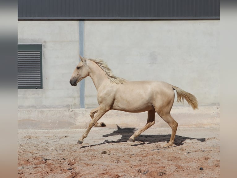 Lusitanos Semental 1 año 166 cm Palomino in Rio Maior