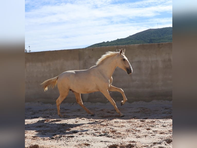 Lusitanos Semental 1 año 166 cm Palomino in Rio Maior