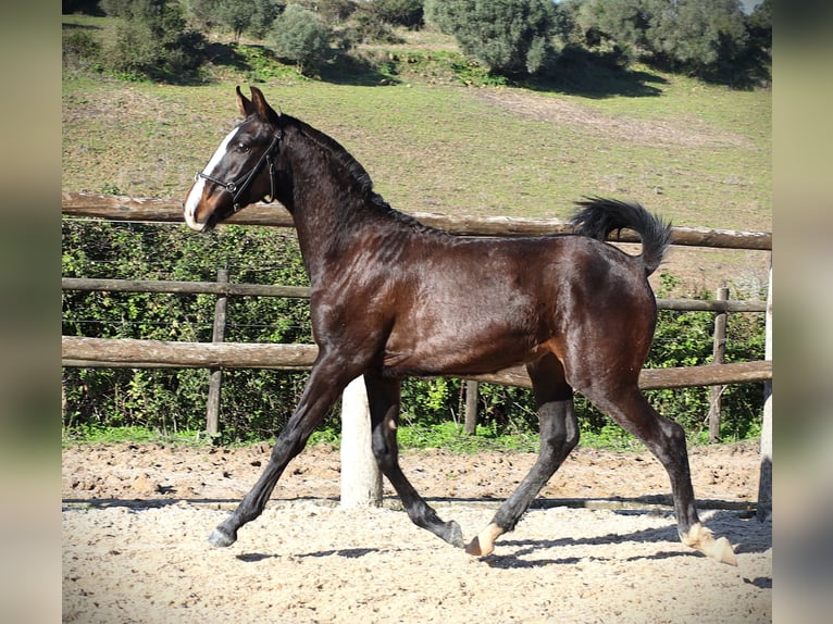 Lusitanos Semental 1 año 167 cm Castaño oscuro in Ribamar