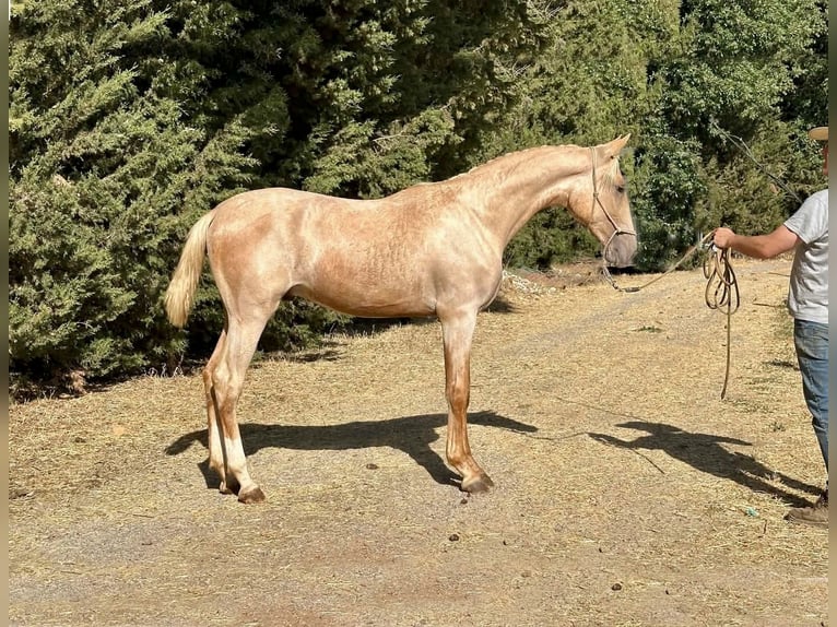 Lusitanos Semental 1 año 167 cm Palomino in Galaroza (Huelva)