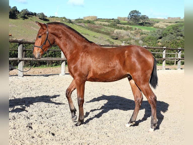 Lusitanos Semental 1 año 170 cm Castaño in Ribamar
