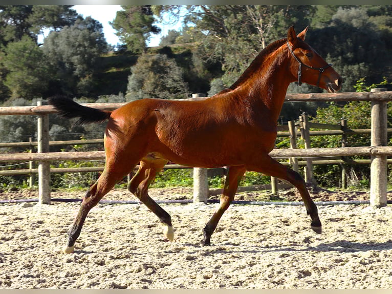 Lusitanos Semental 1 año 170 cm Castaño in Ribamar