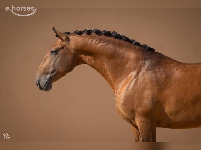 Lusitanos Semental 1 año 173 cm Castaño rojizo in Stockton, NJ