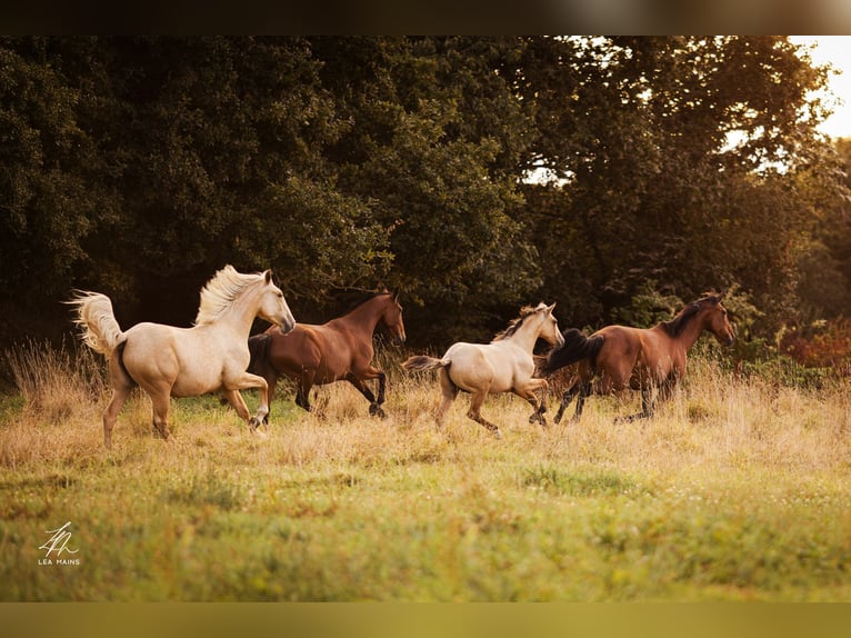 Lusitanos Semental 1 año Bayo in Ploéven