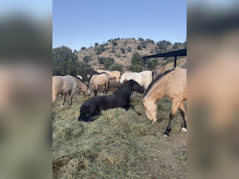 Lusitanos Semental 1 año  in Malaga