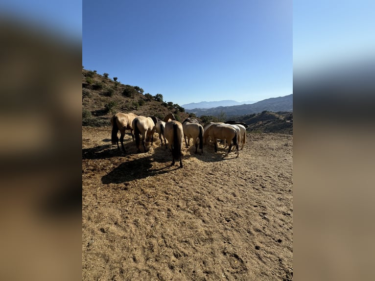 Lusitanos Semental 1 año  in Malaga
