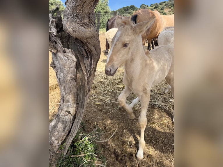 Lusitanos Semental 1 año  in Malaga