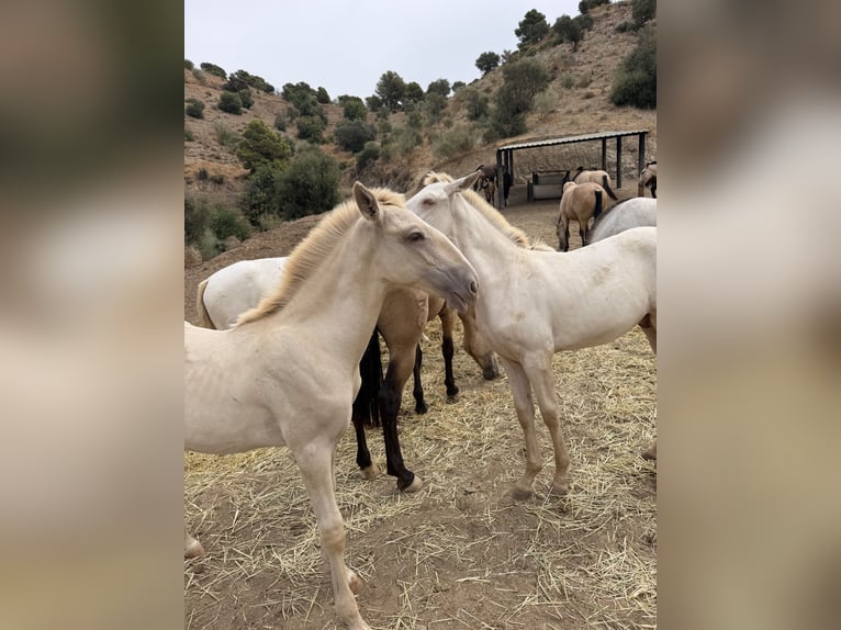 Lusitanos Semental 1 año  in Malaga