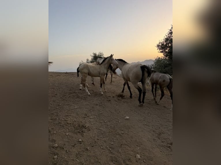 Lusitanos Semental 1 año  in Malaga