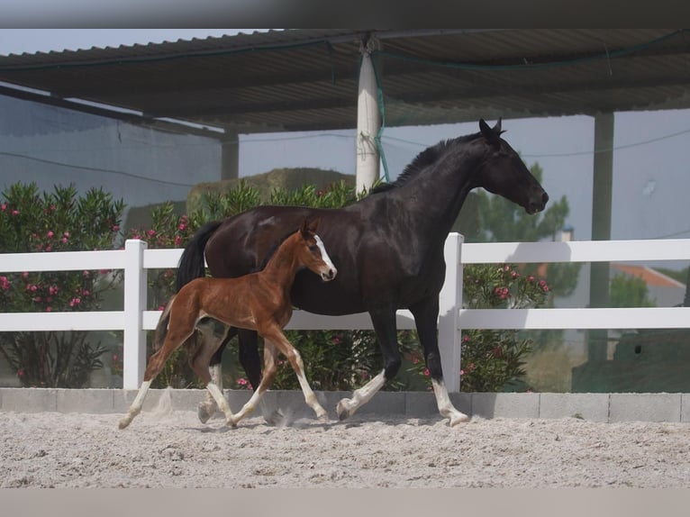 Lusitanos Mestizo Semental 1 año Castaño rojizo in Agua Derramada