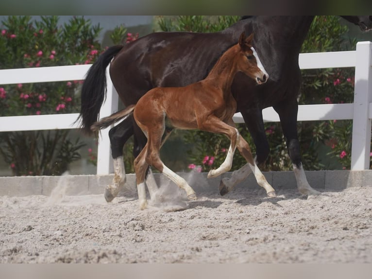 Lusitanos Mestizo Semental 1 año Castaño rojizo in Agua Derramada