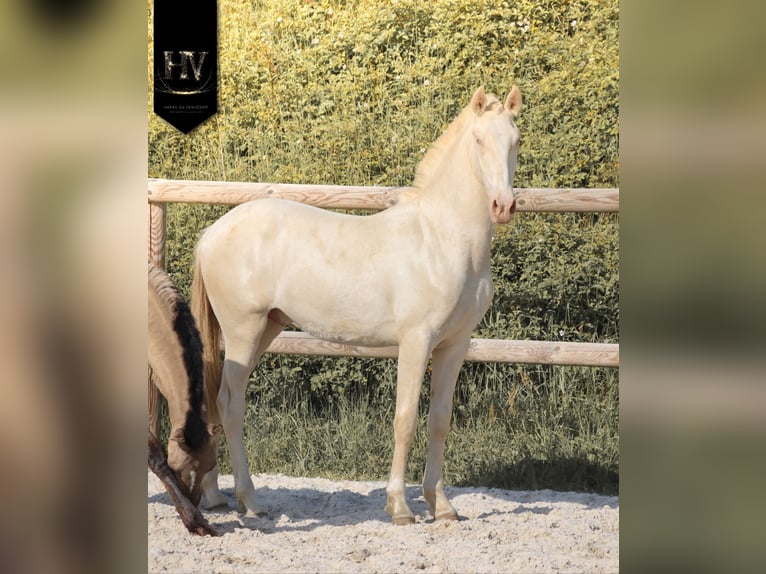 Lusitanos Semental 1 año Cremello in Marly-sous-Issy