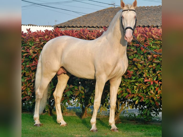 Lusitanos Semental 1 año Palomino in Grospierres