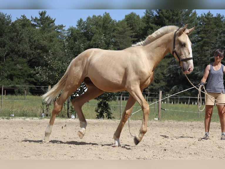 Lusitanos Semental 1 año Palomino in Grospierres
