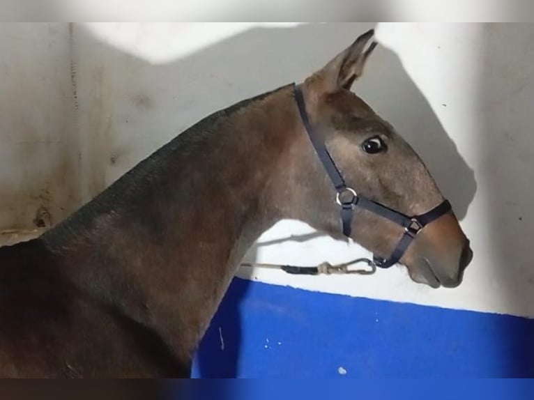 Lusitanos Semental 1 año Tordo in Las Piñas