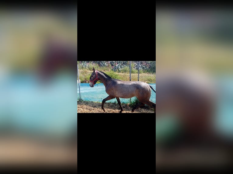 Lusitanos Semental 1 año Tordo in Las Pi&#xF1;as