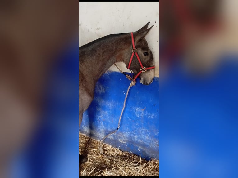 Lusitanos Semental 1 año Tordo in Las Pi&#xF1;as