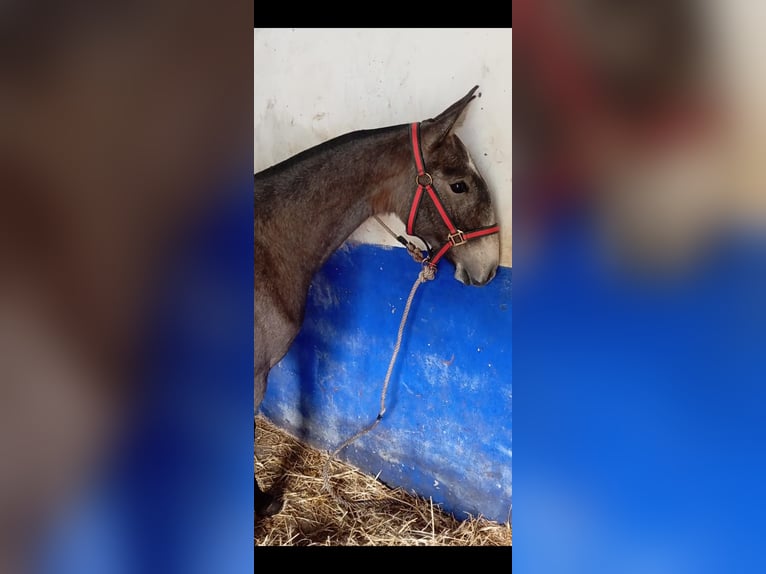 Lusitanos Semental 1 año Tordo in Las Pi&#xF1;as