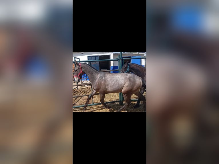 Lusitanos Semental 1 año Tordo in Las Pi&#xF1;as