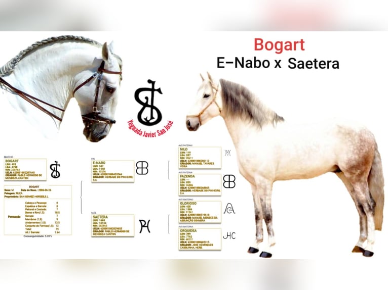 Lusitanos Semental 20 años 164 cm Tordo in Madrid