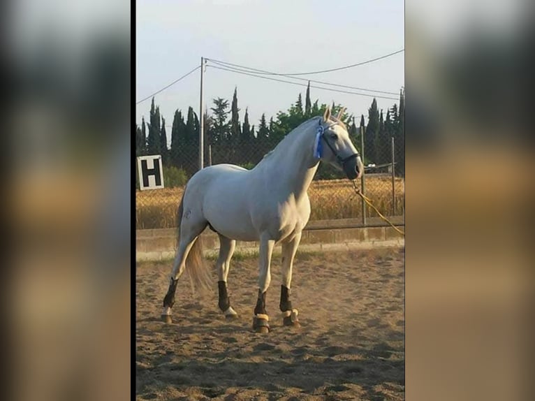 Lusitanos Semental 23 años 160 cm Tordo in Joiselle