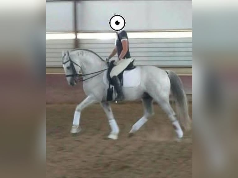 Lusitanos Semental 23 años 160 cm Tordo in Joiselle