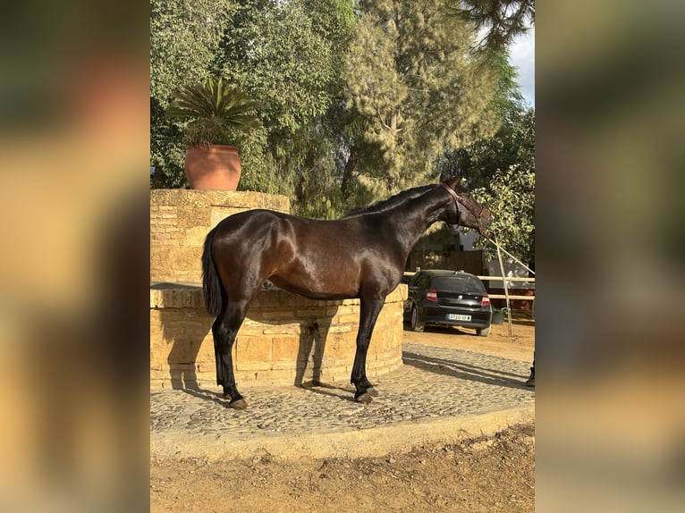 Lusitanos Semental 2 años 150 cm Castaño in CarmonaCarmona