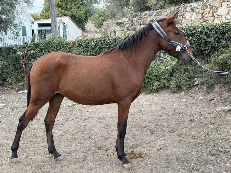 Lusitanos Semental 2 años 152 cm Castaño rojizo in Cabanas de Viriato