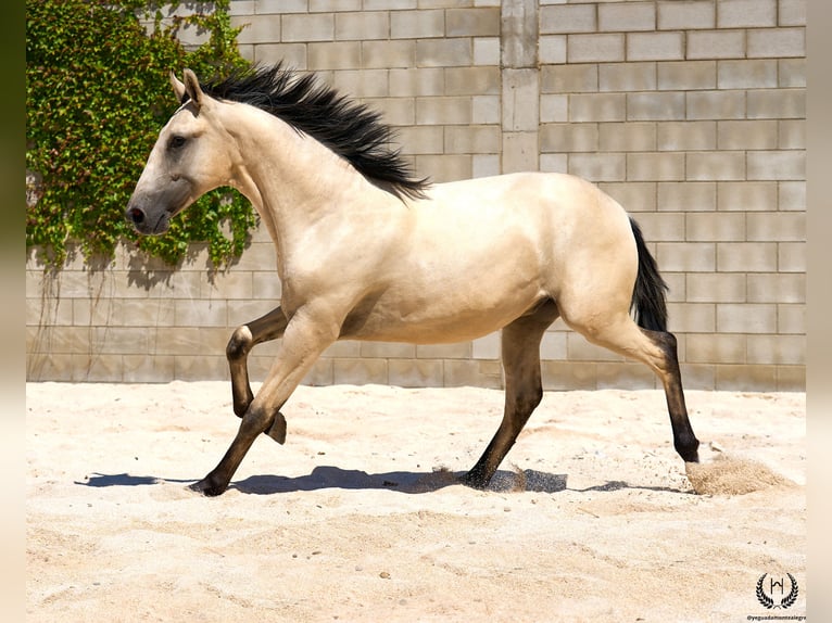 Lusitanos Semental 2 años 155 cm Bayo in Navalperal De Pinares
