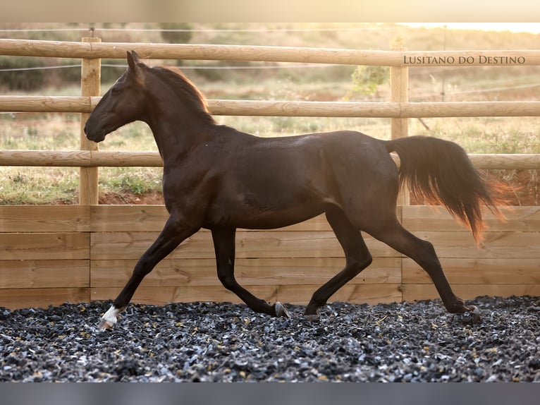 Lusitanos Mestizo Semental 2 años 155 cm Negro in Générac