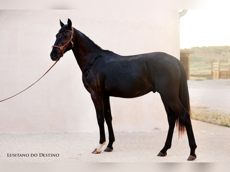 Lusitanos Mestizo Semental 2 años 155 cm Negro in Générac